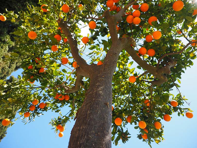 orange tree trunk