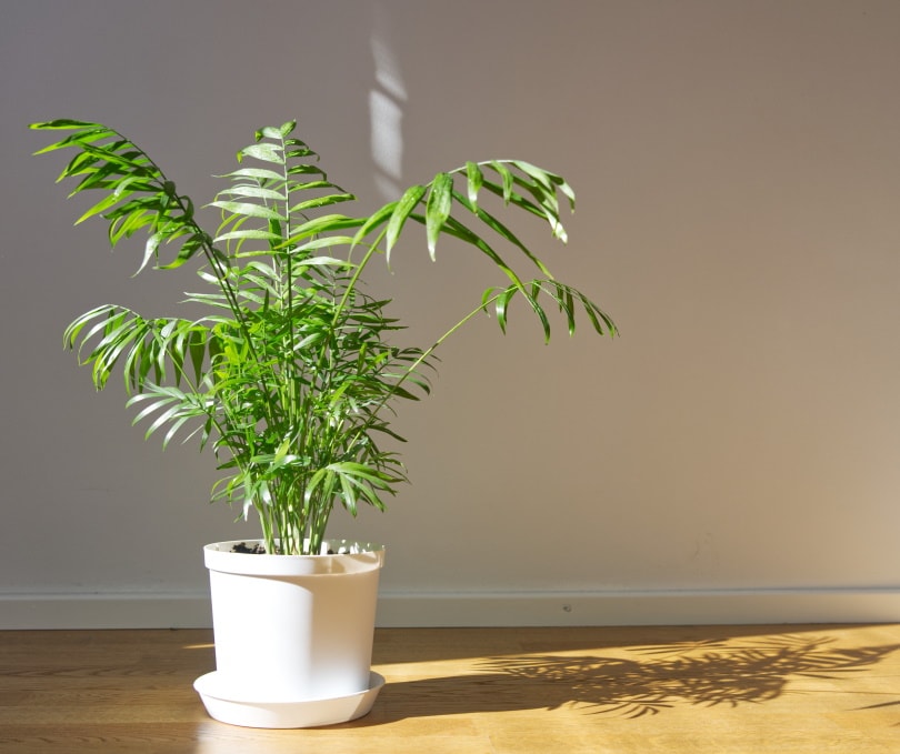 parlor palm tree