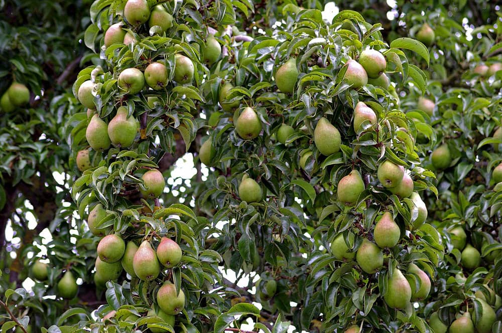 pear tree with fruits