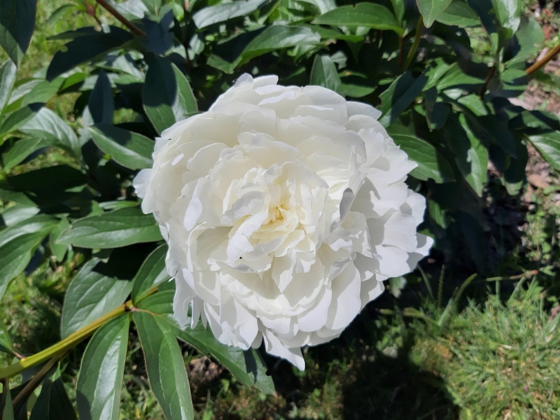 peony white flower