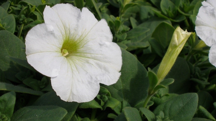 petunias white flower