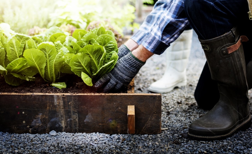 picking up vegetable from garden