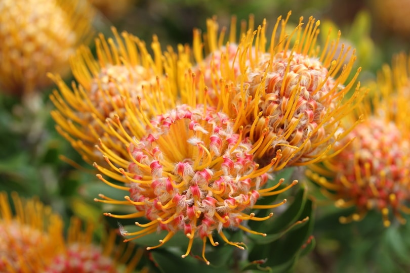 pincushion orange flowers