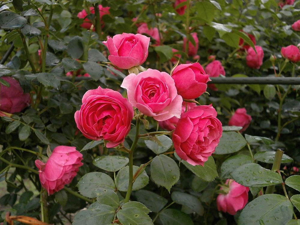 pink miniature roses