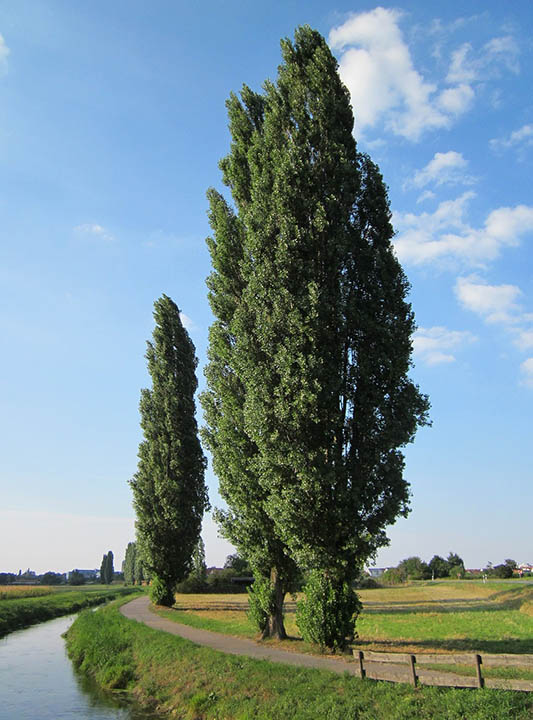 populus nigra along the footpath
