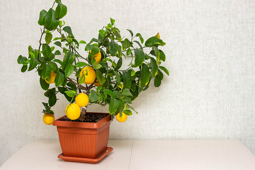 Potted Volkamer lemon tree