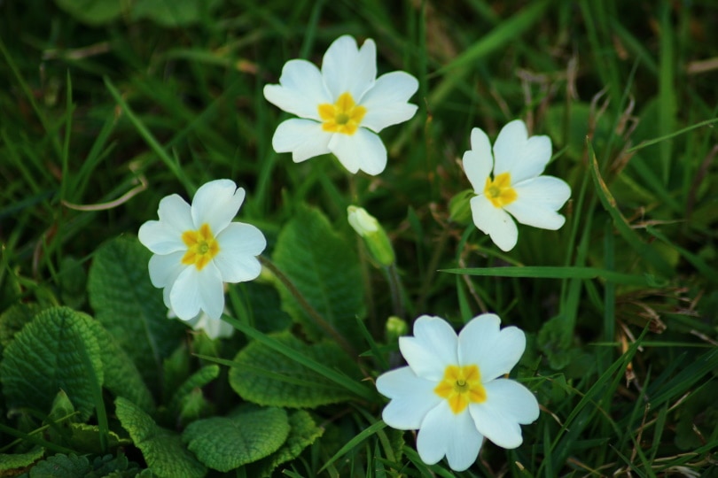 primrose