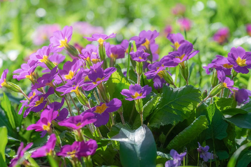 primroses