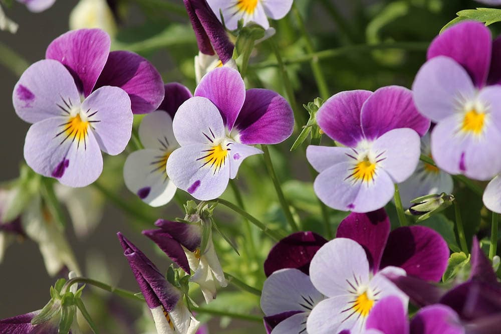 purple pansies