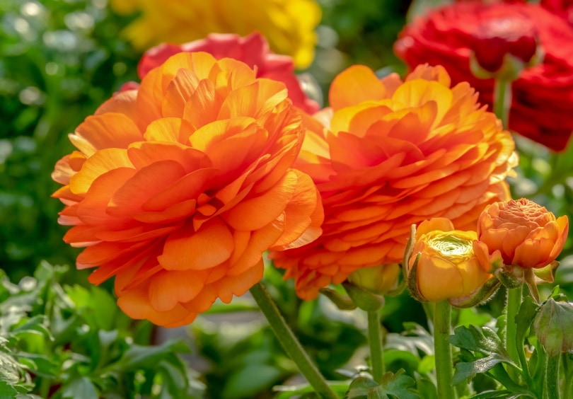 ranunculus orange flower