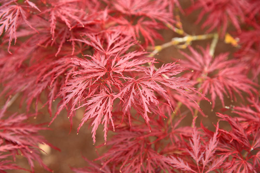 Red Dragon maple tree