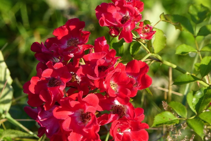 red meidiland rose