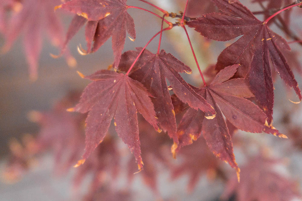 red select maple tree