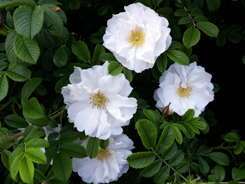 rosa rugosa
