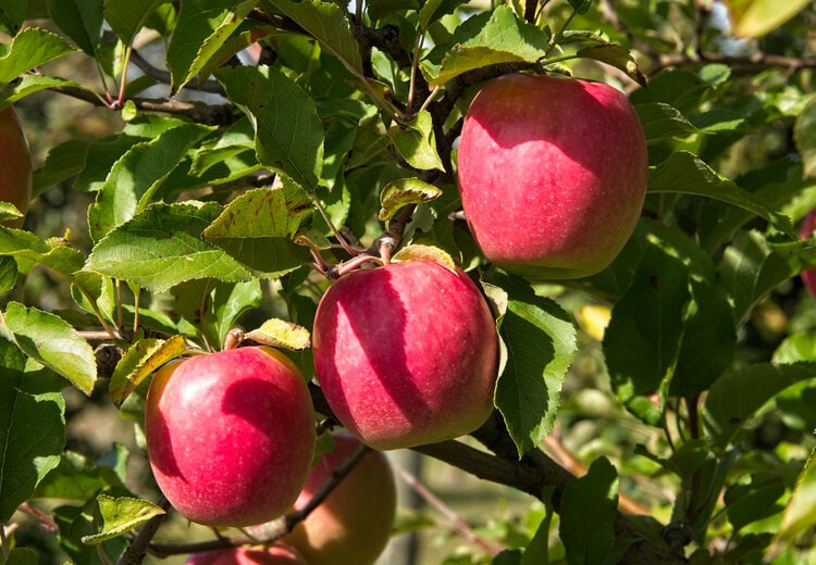 pink lady apple tree