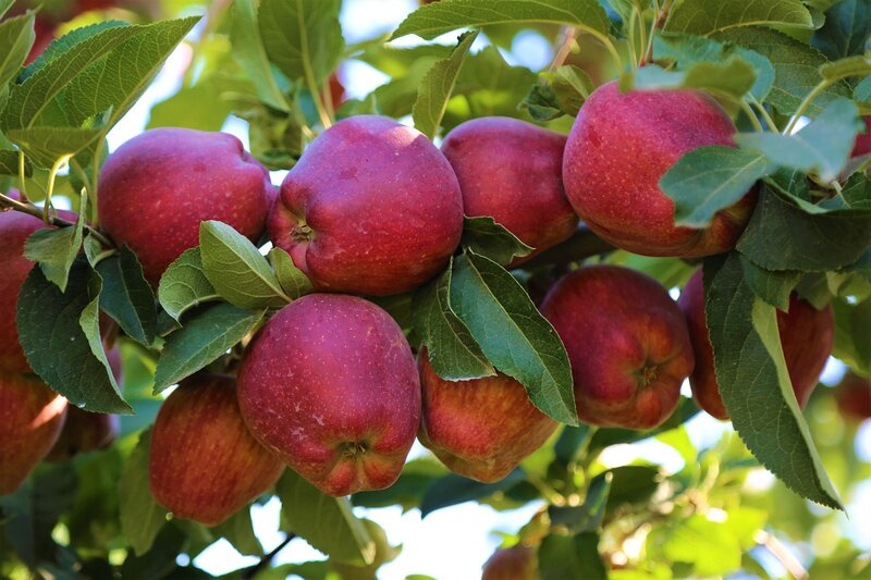 red apples on a tree apple bunch