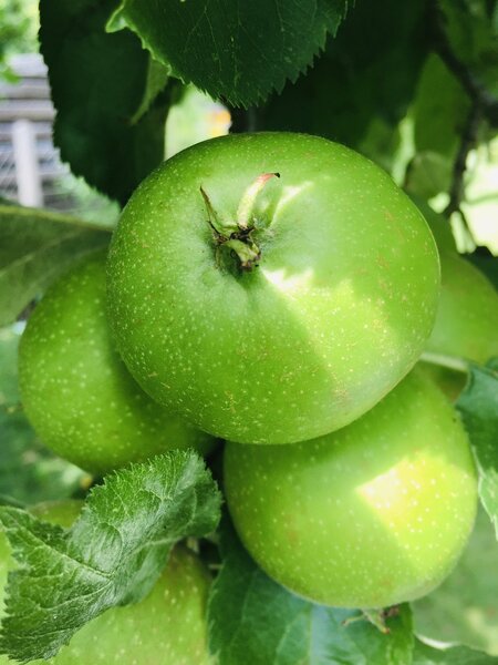 granny smith apple tree