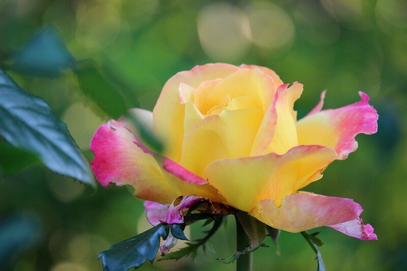 hybrid tea rose