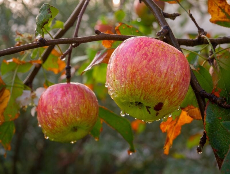 fuji apple tree