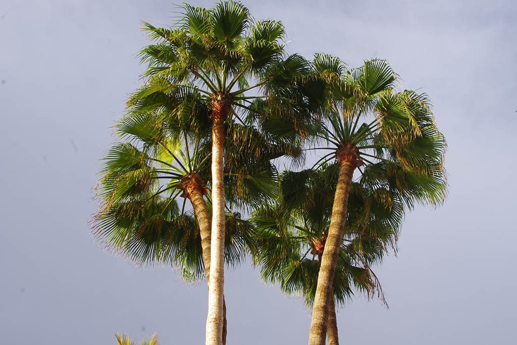 Sabal palm trees