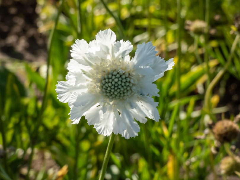 scabiosa white flower