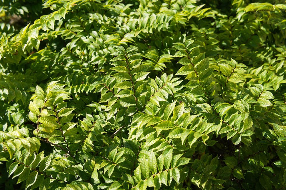 siberian elm close up