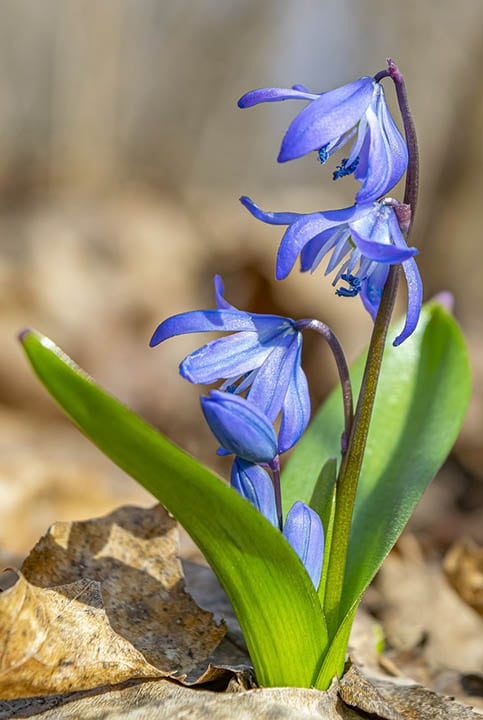 siberian squill