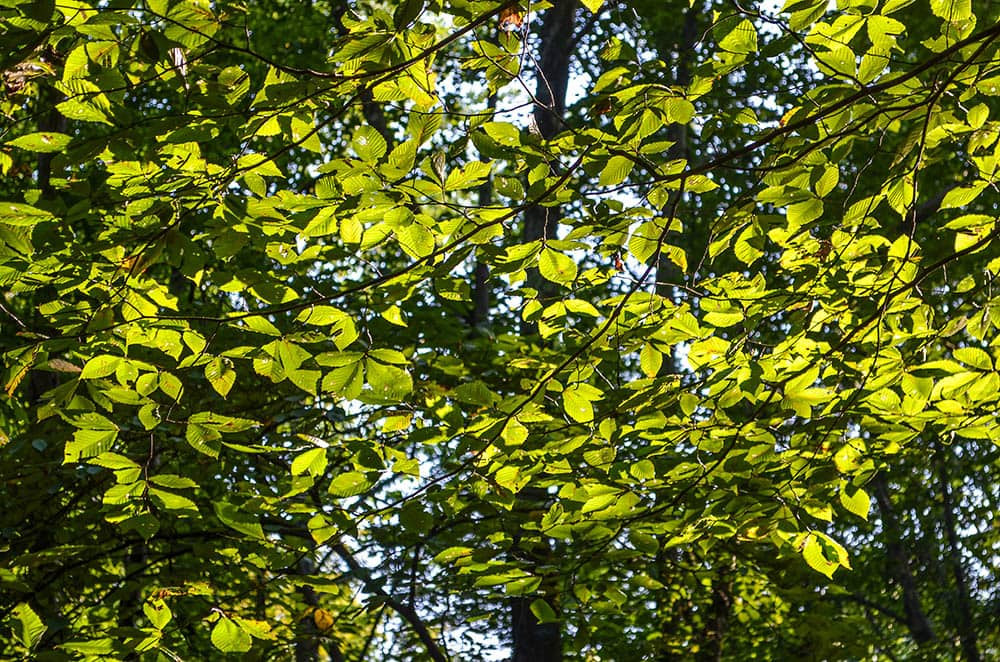 slippery elm up close