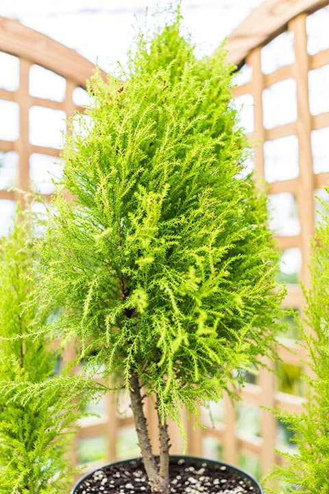 small lemon cypress tree