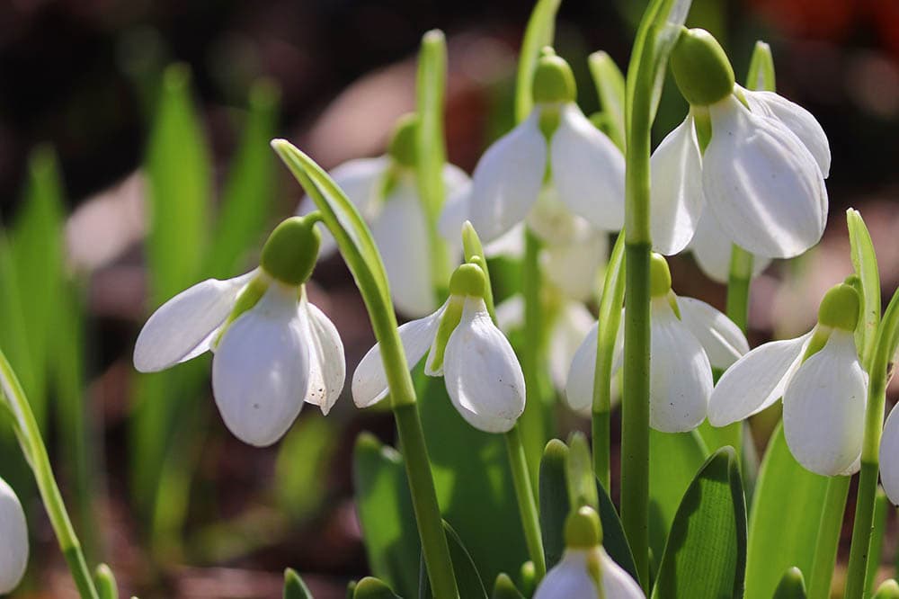 snowdrop flowers during spring