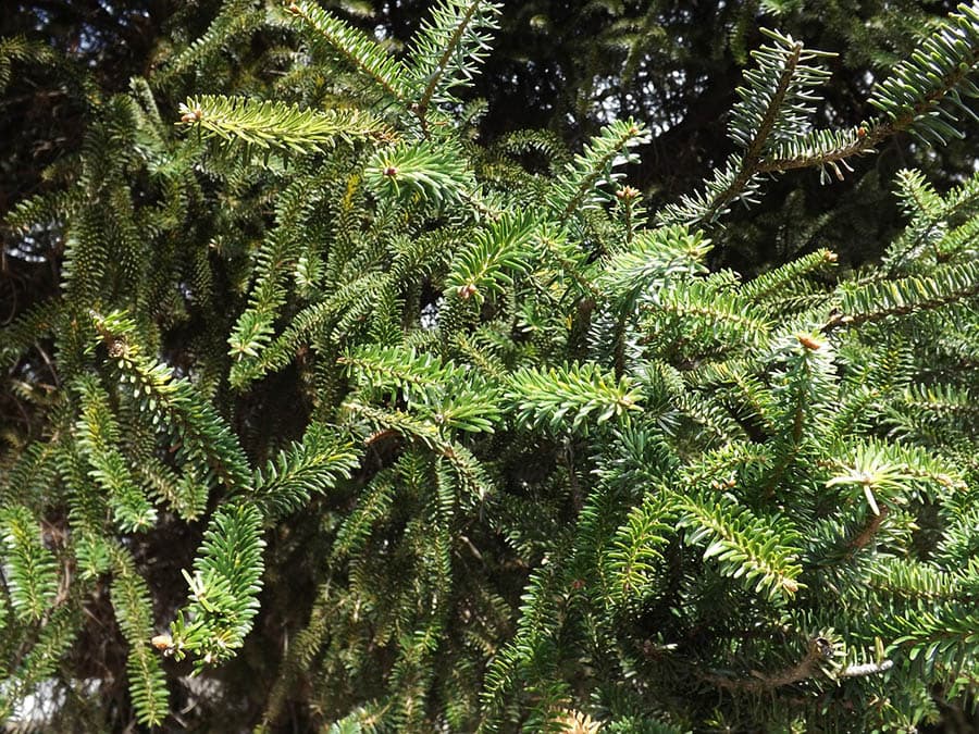 spanish fir close up