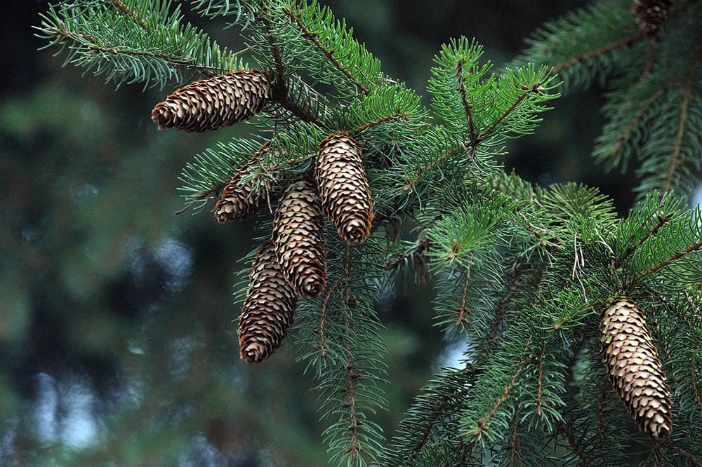 11 Different Types Of Spruce Trees With Pictures Home Grail