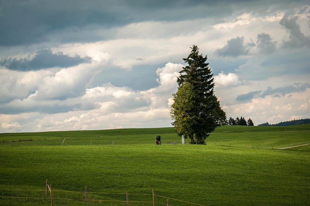 spruce tree in the field