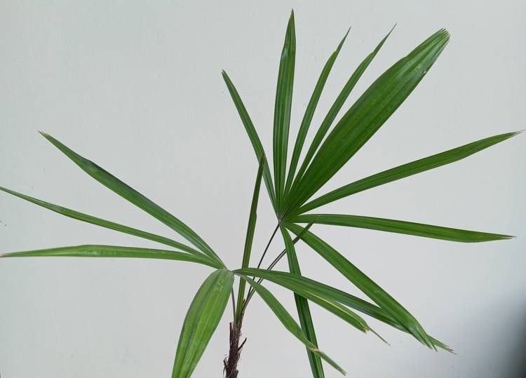 thailand lady palm in a black pot