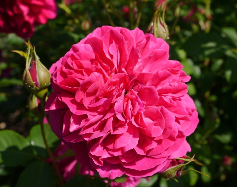 thomas a becket rose