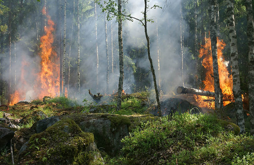trees burning in forest