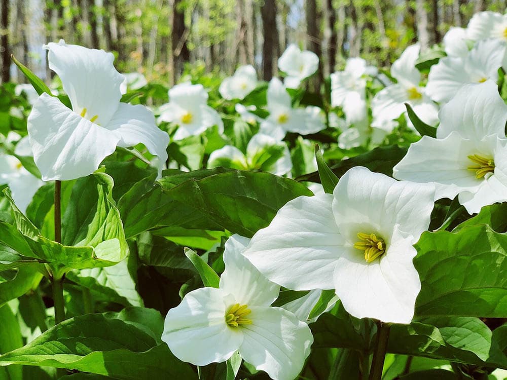 trillium flowers