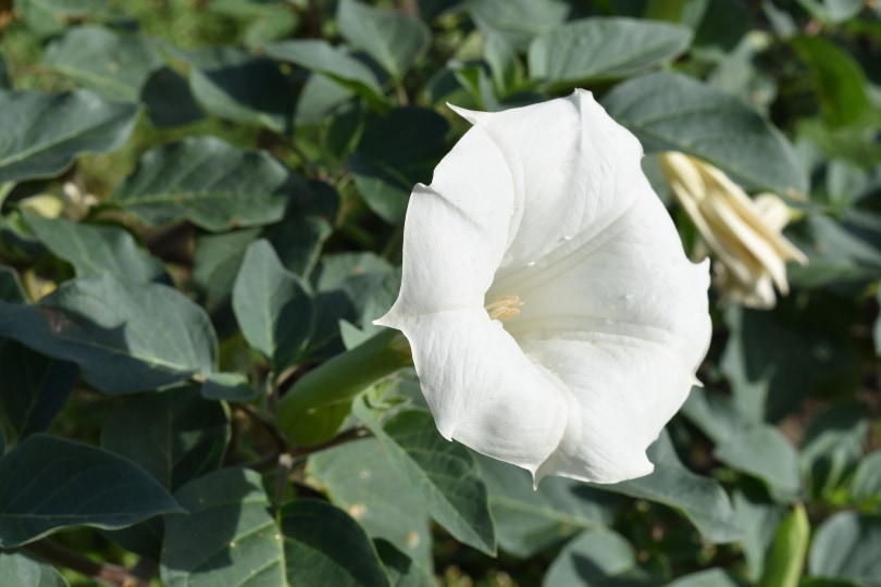 trumpet flower