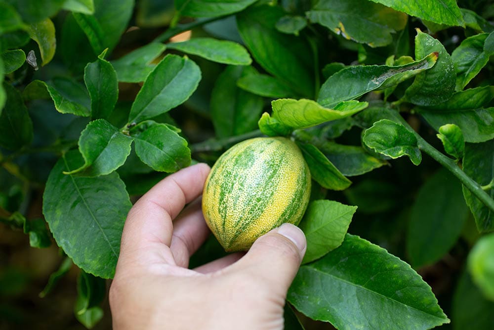 Variegated pink lemon tree