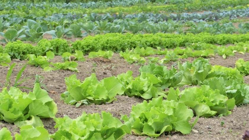 vegetable garden