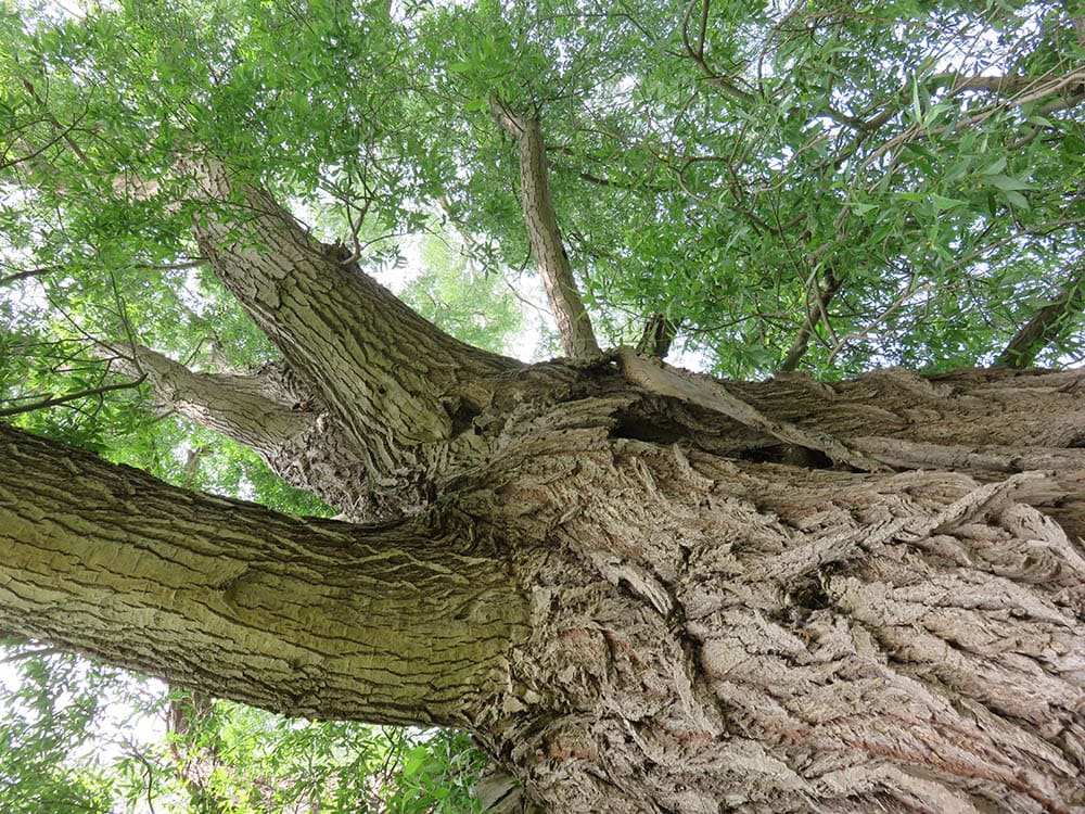 view under the white willow