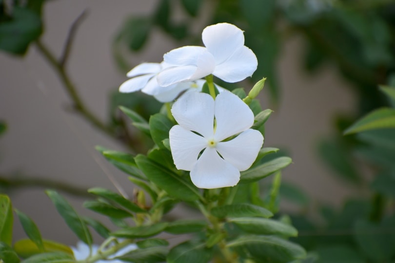 vinca white flower