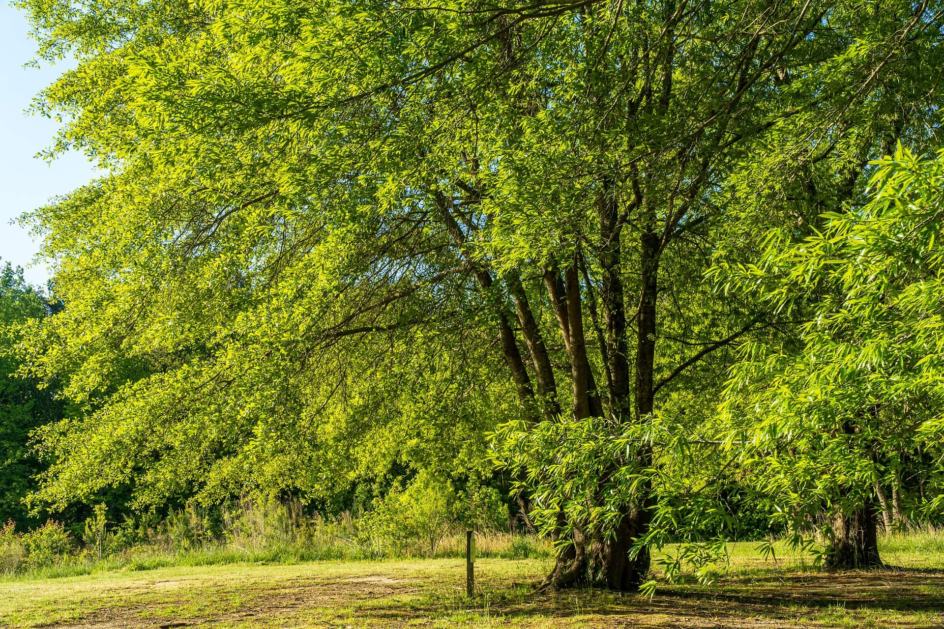 walnut-tree