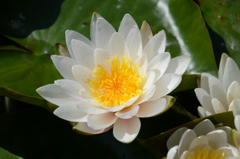 waterlily flower
