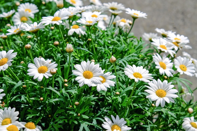 white daisy
