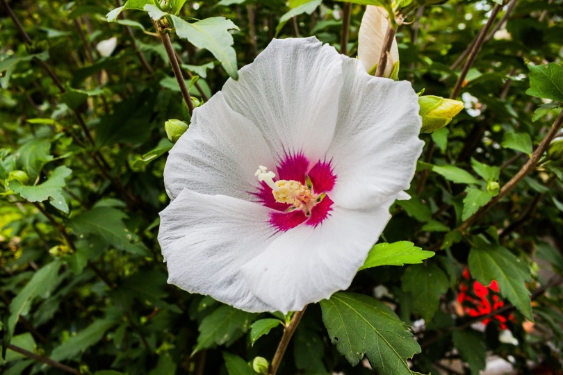 white hibiscus