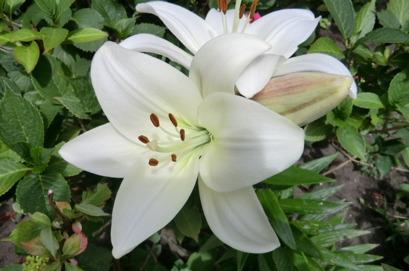 white lily