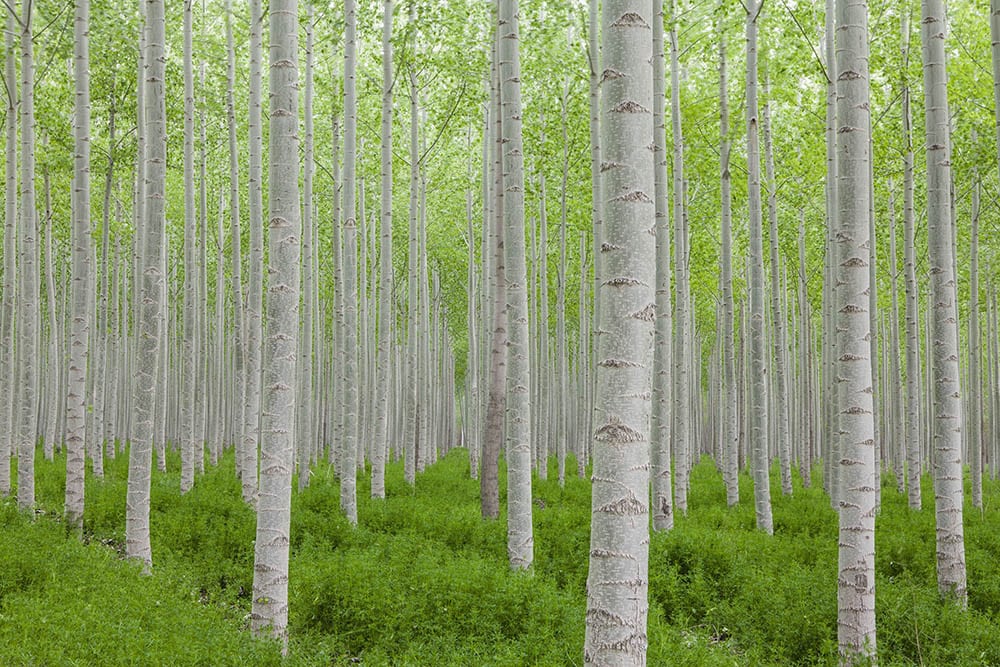 white poplar trees