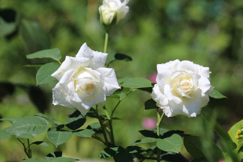 white rose