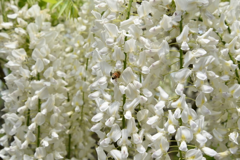 white wisteria